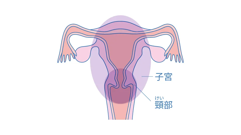 頸部の位置を示したイラスト。頸部は子宮下部の出口付近にある管状の部分