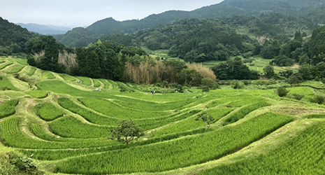 Working Together To Protect The Terraced Rice Fields November Highlighting Japan