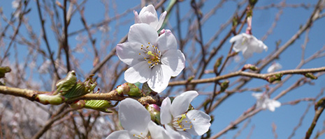 神代 の桜 April 21 Highlighting Japan