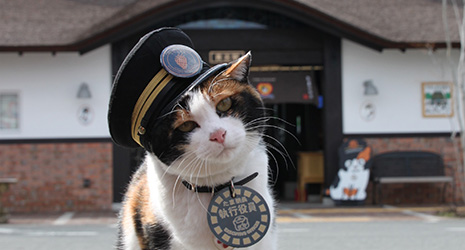 japanese cats - eLanka