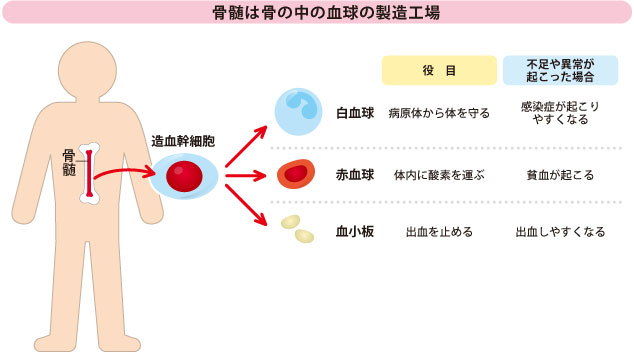 骨髄の中にある造血幹細胞と、白血球、赤血球、血小板の役割