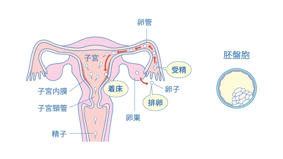 妊娠のプロセス。詳細は本文に記載のとおり。
